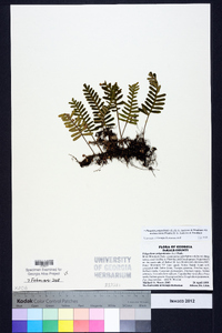 Pleopeltis polypodioides image