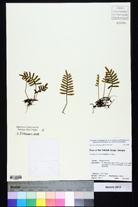 Pleopeltis polypodioides subsp. michauxiana image