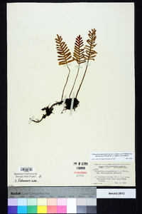 Pleopeltis polypodioides image