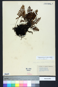 Pleopeltis polypodioides image