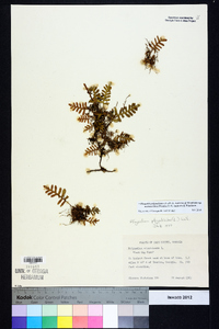 Pleopeltis polypodioides subsp. michauxiana image