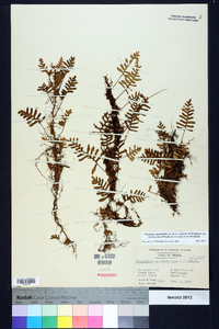 Pleopeltis polypodioides image