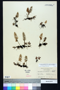 Pleopeltis polypodioides subsp. michauxiana image