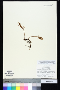 Pleopeltis polypodioides image