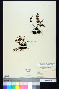 Pleopeltis polypodioides image