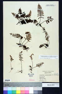 Pleopeltis polypodioides subsp. michauxiana image