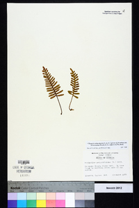 Pleopeltis polypodioides image