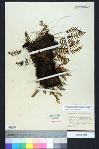 Pleopeltis polypodioides image