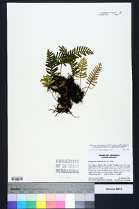 Pleopeltis polypodioides image