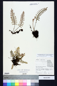 Pleopeltis polypodioides image