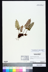 Pleopeltis polypodioides subsp. michauxiana image