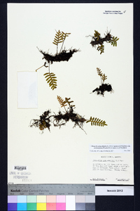 Pleopeltis polypodioides subsp. michauxiana image