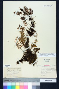 Pleopeltis polypodioides subsp. michauxiana image