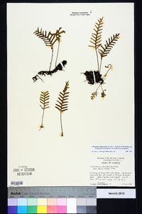 Pleopeltis polypodioides subsp. michauxiana image