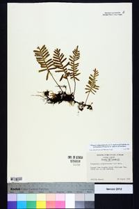 Pleopeltis polypodioides image