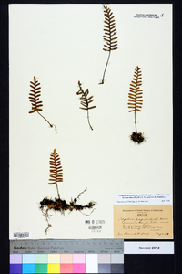 Pleopeltis polypodioides image