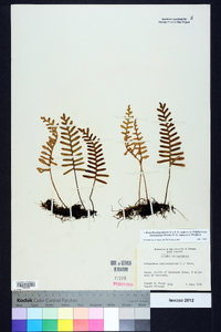 Pleopeltis polypodioides subsp. michauxiana image