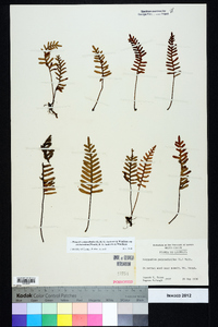 Pleopeltis polypodioides image