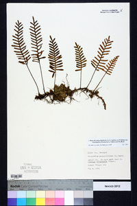 Pleopeltis polypodioides subsp. michauxiana image