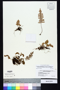 Pleopeltis polypodioides subsp. michauxiana image