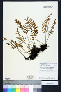 Pleopeltis polypodioides image