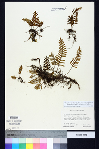 Pleopeltis polypodioides subsp. michauxiana image