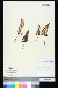 Pleopeltis polypodioides image