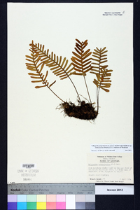 Pleopeltis polypodioides subsp. michauxiana image