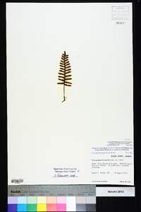 Pleopeltis polypodioides image