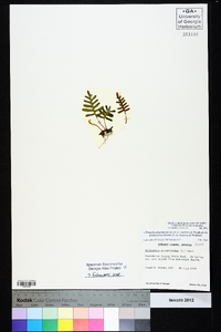 Pleopeltis polypodioides image