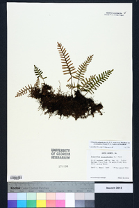 Pleopeltis polypodioides subsp. michauxiana image