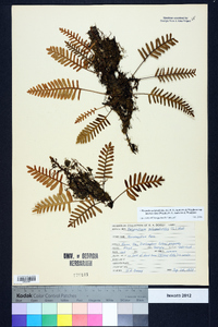 Pleopeltis polypodioides subsp. michauxiana image