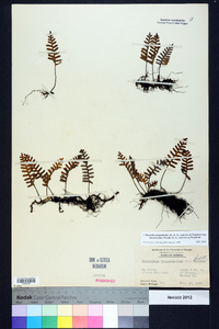 Pleopeltis polypodioides image