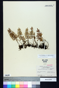 Pleopeltis polypodioides subsp. michauxiana image