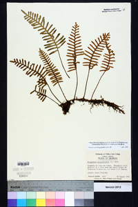 Pleopeltis polypodioides image