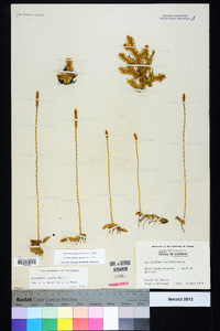 Pseudolycopodiella caroliniana image