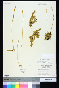 Pseudolycopodiella caroliniana image