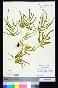 Pteris multifida image