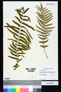 Pteris vittata image