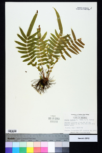 Pteris vittata image