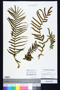 Pteris vittata image