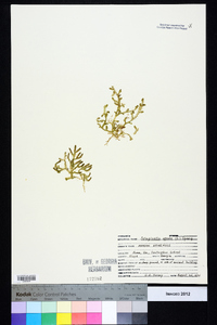 Selaginella apoda image