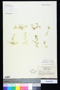 Selaginella apoda image