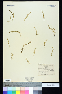 Selaginella apoda image