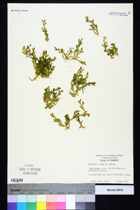 Selaginella apoda image