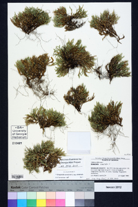 Selaginella arenicola subsp. arenicola image