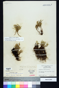 Selaginella arenicola subsp. arenicola image