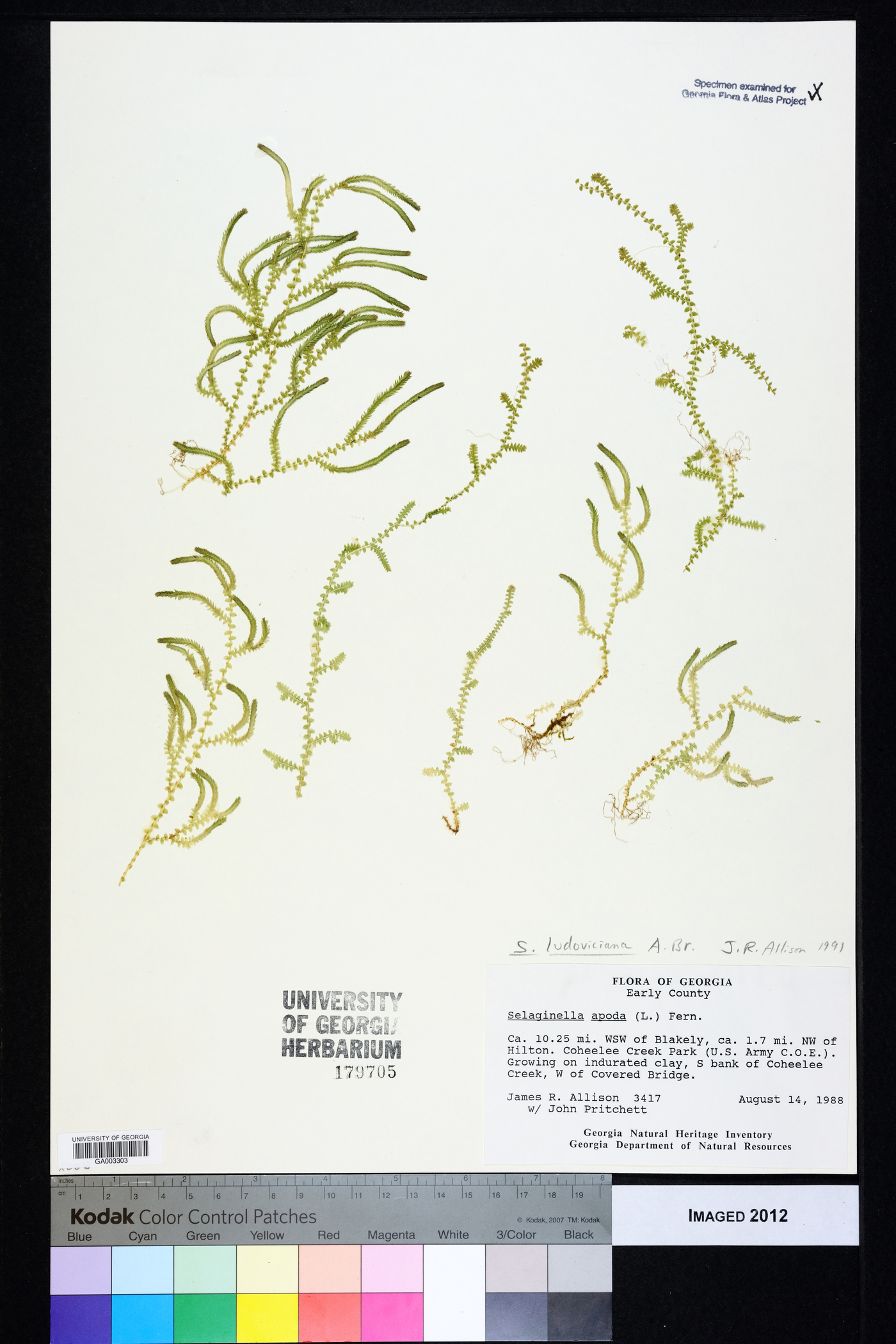 Selaginella ludoviciana image