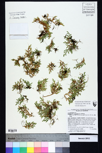 Selaginella rupestris image