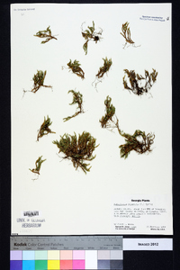 Selaginella rupestris image